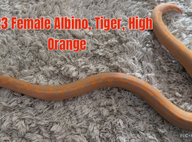 Kenyan Sand Boas