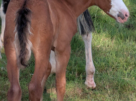 Registered American paint horse filly