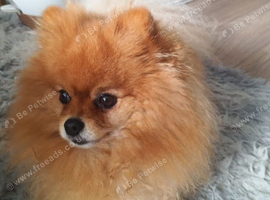 5 year old Pom