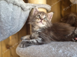 Beautiful Maine Coon Kittens