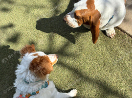 Dog Walking