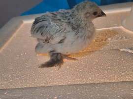 Pekin bantam chicks and egg for sale
