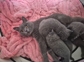5 week old British shorthairs