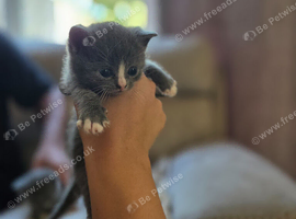 British shorthair X kittens