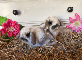 Baby mini lop bunnies