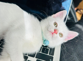 Adorable pure white female girl kitten affectionate