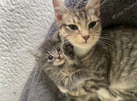 Cats looking for loving new home