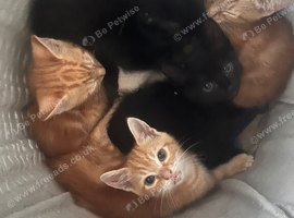Kittens for rehome