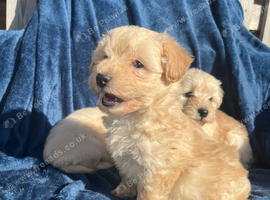 BEAUTIFUL WESTIEPOO PUPPIES 1 girl left