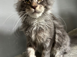 maine coon boy redy now