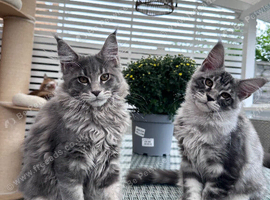 2 Gorgeous Pure Breed Maine Coon Kittens