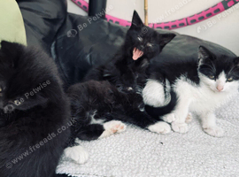 Adorable 8 Week Old Kittens Looking for Loving Homes