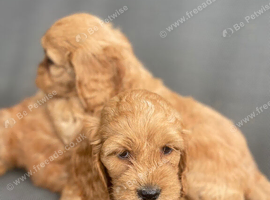 F1 B cavapoo puppies