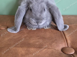 Beautiul French Lops