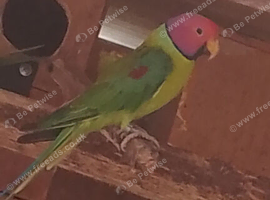 Beautiful male plumhead