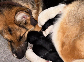 German Shepard puppies