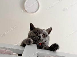 British shorthair kitten