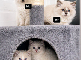Kittens Ragdoll