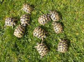 Hermann's tortoises T.h.b, 2yrs old.