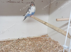 Baby budgie for sale &pound;20