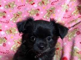 2 male chihuahua pups