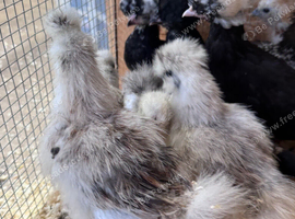 Silkie Chickens for sale