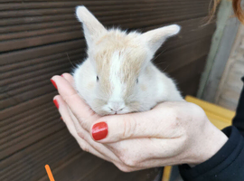 Baby rabbits for sale