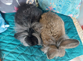 Male lionhead mix breed rabbits
