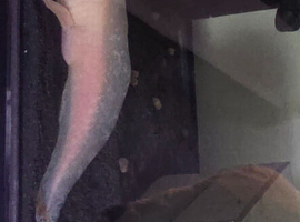 2 x Axolotl