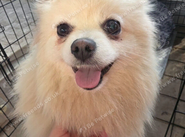 2yr female cream pomeranian