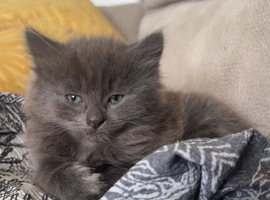 Beautiful grey kitten