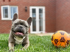 8 year old French Bulldog for re-home