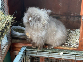 Male Lionhead