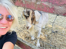 Four goats free to good home gone to new home