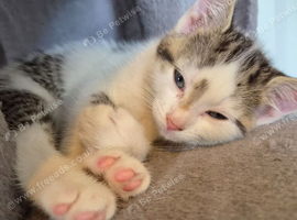 Reafy now kittens