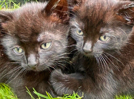 kittens