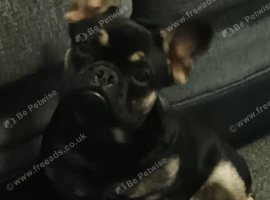 5 weeks old French bull dogs