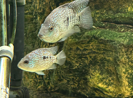 Texas cichlids