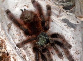 Unsexed Caribena versicolor subadult