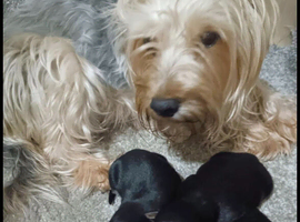Yorkshire Terrier Pups for Sale in Kettering