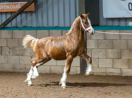 Show quality two year old colt