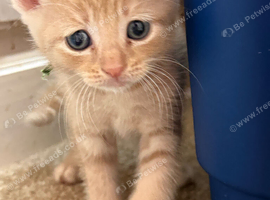 Last 2 kittens