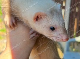 1 Baby girl Ferret for sale