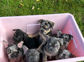 French bulldog boys and girls