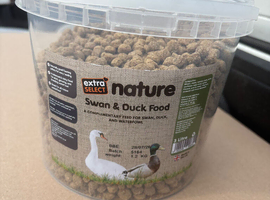 Swan duck goose water fowl food
