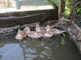 Appleyard Call Ducks