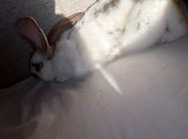 A little bunny rabbit