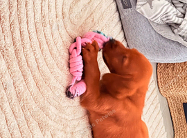 Red fox lab for sale