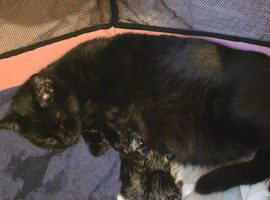 Beautiful Home-Raised Tabby & Black Kittens &ndash; 5 Girls, 1 Boy