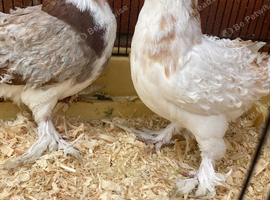 Pairs frill babies